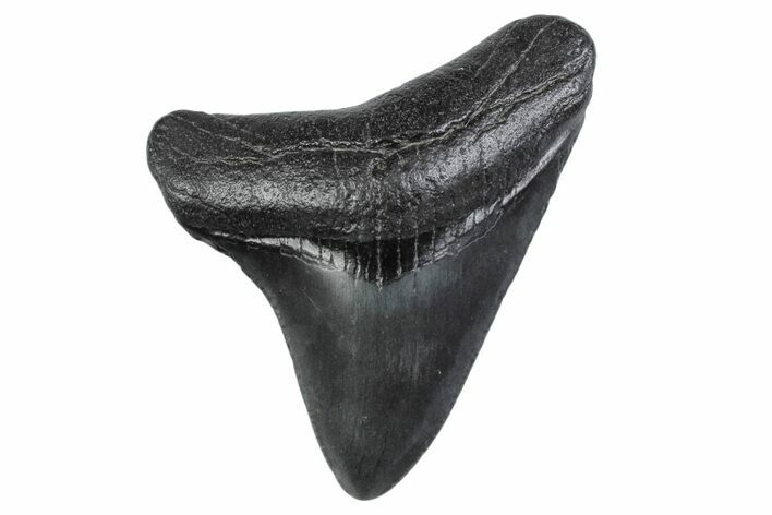 Posterior Juvenile Megalodon Tooth - South Carolina #370442